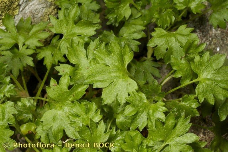 Geranienblättrige Steinbrech 20