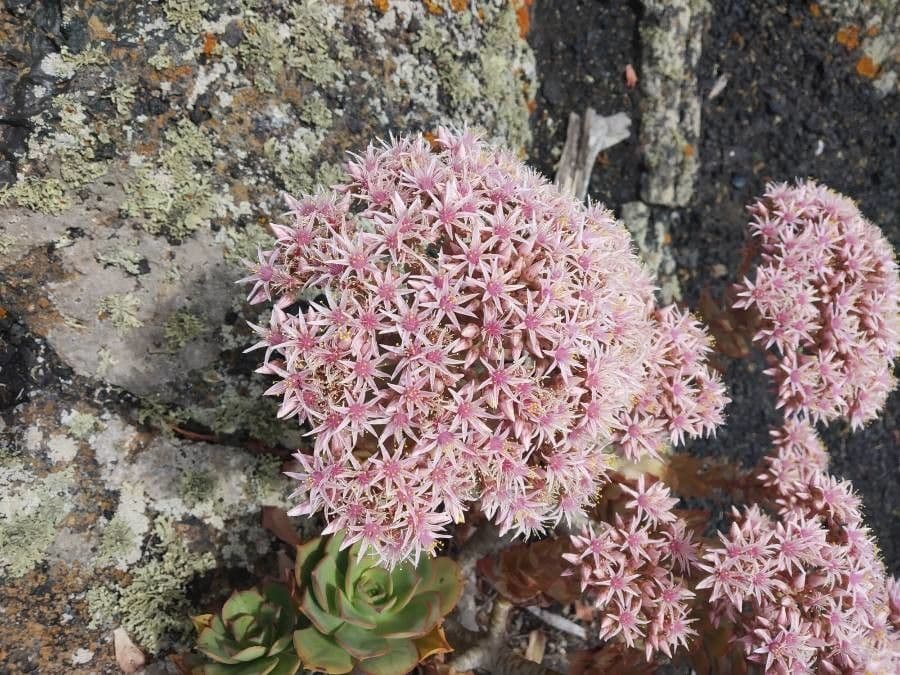 Aeonium lancerottense 6