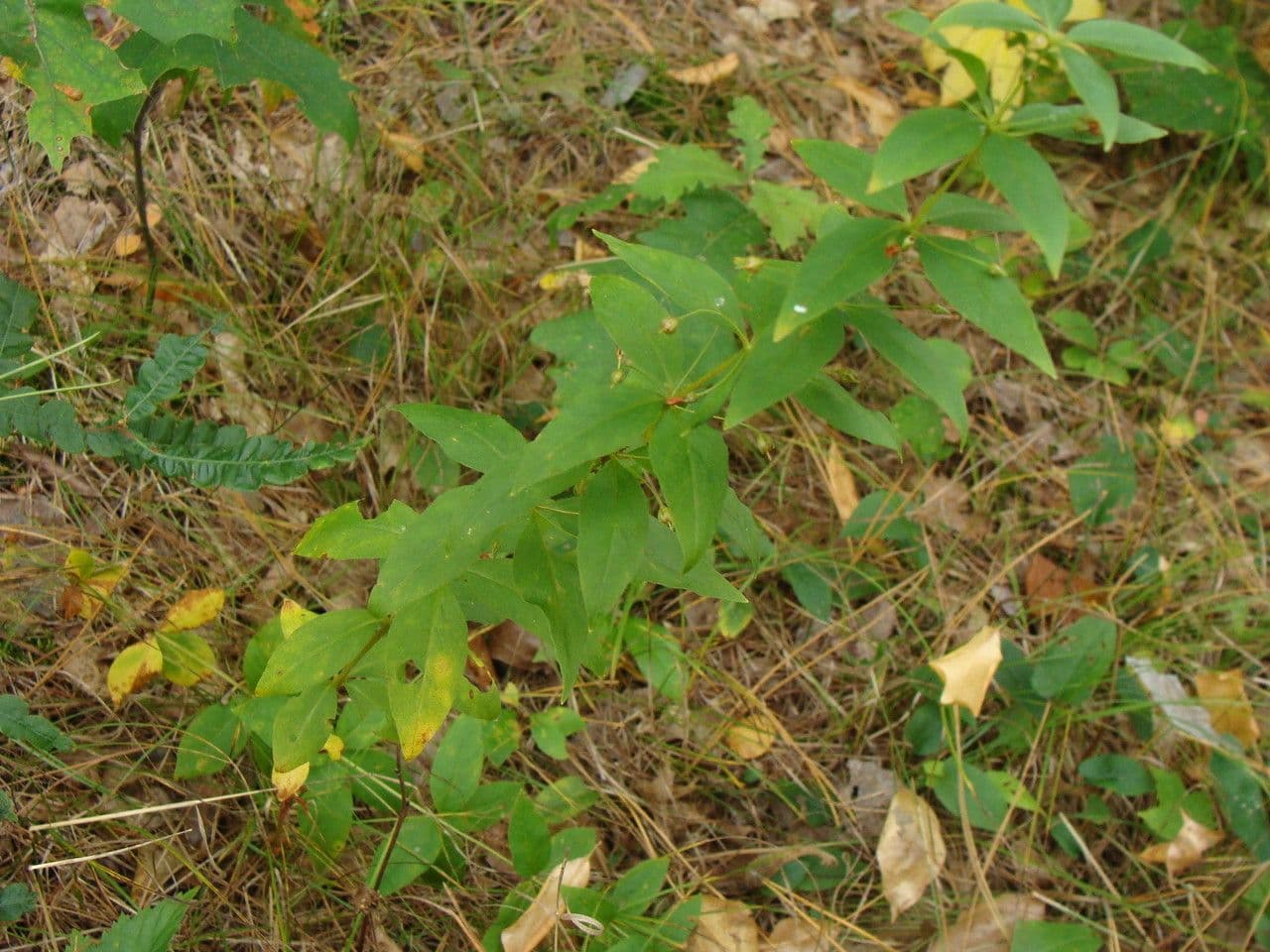 Lysimachia quadriflora 6