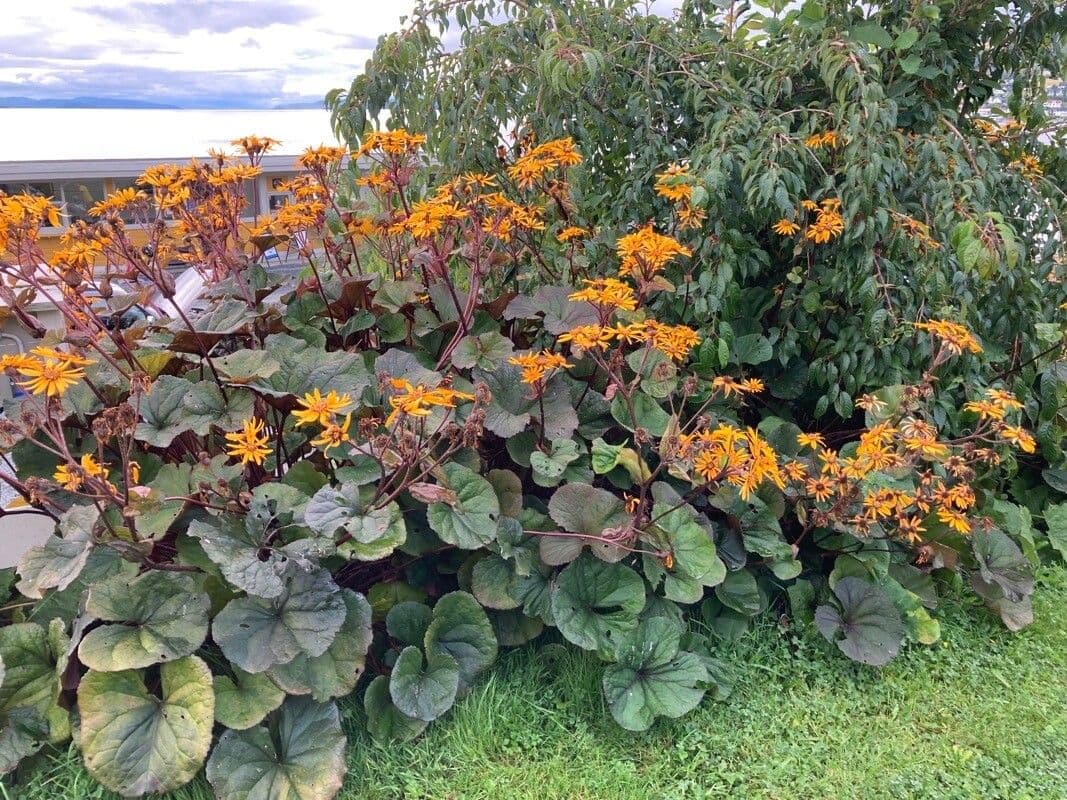 Ligularia dentata 12