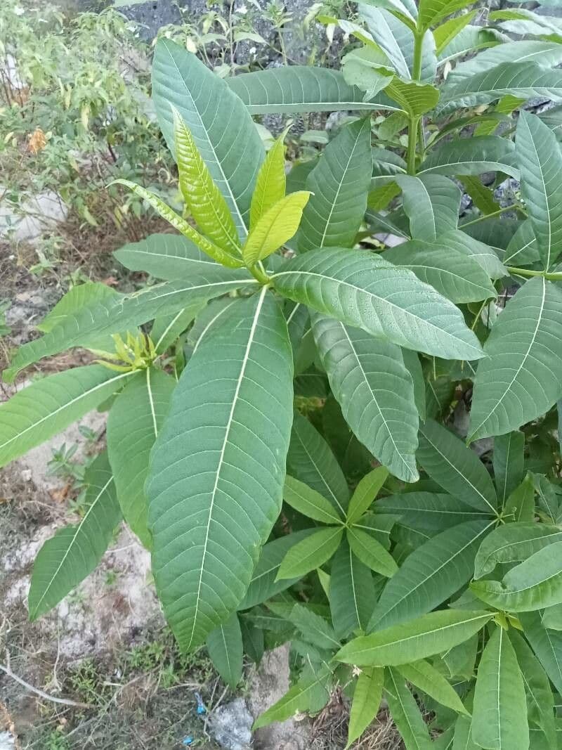 Alstonia 6