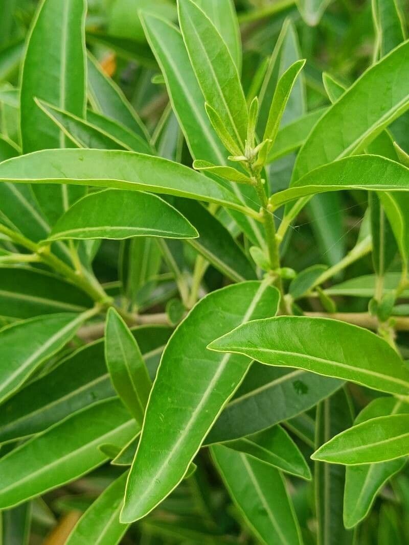 Cestrum diurnum 7