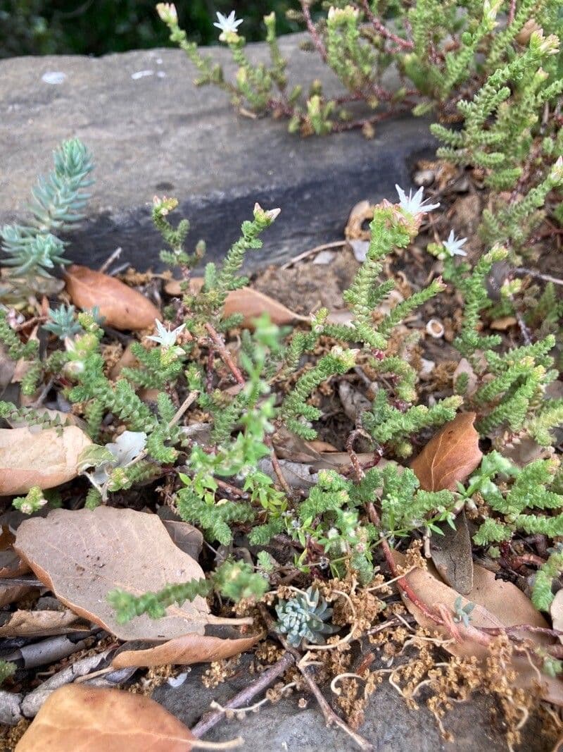 Sedum 8