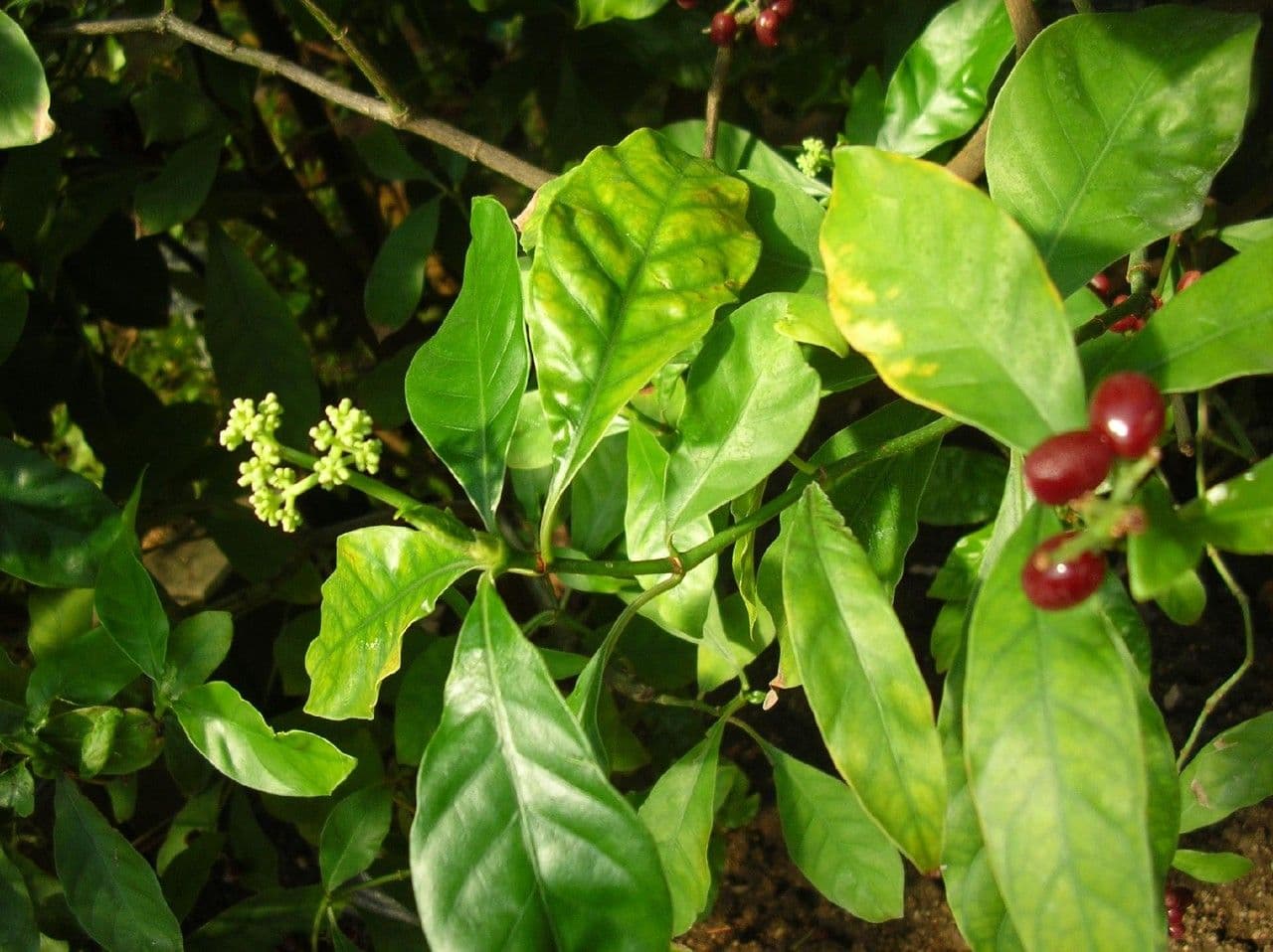 Ipeca 4
