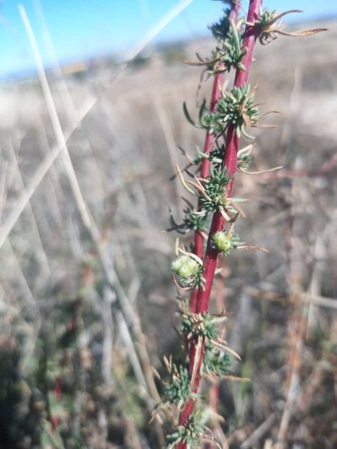 Bassia prostrata
