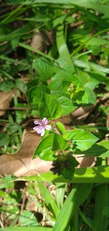 Cuphea strigulosa