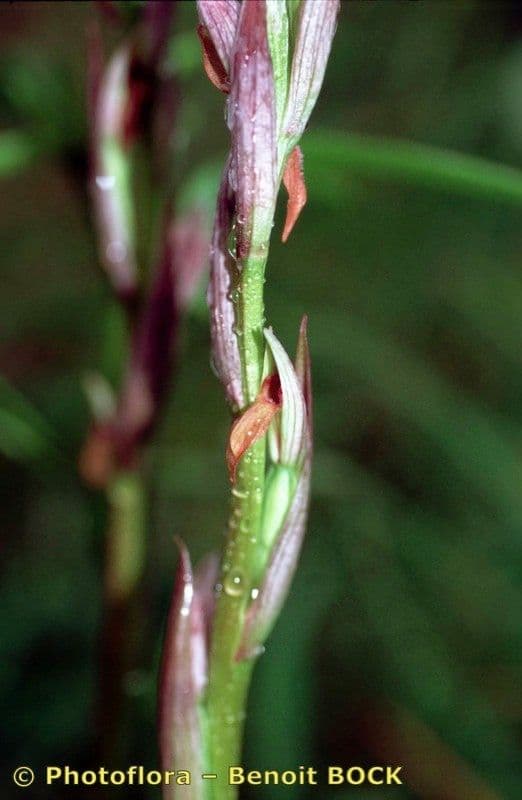 Serapias parviflora 21