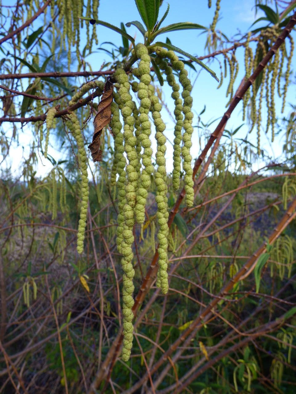 Ortica falsa pendula 6