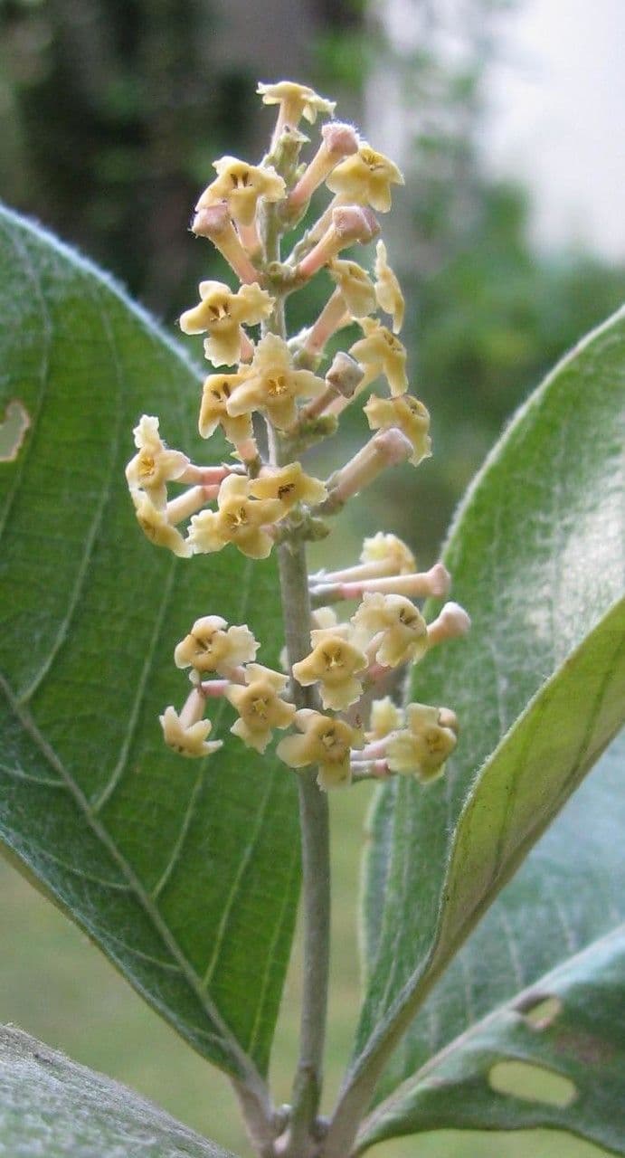 Arachnothryx buddlejovitý 5