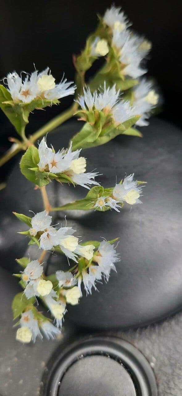 Limonium lobatum 5