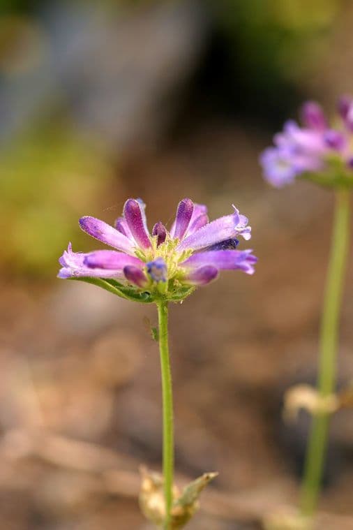 Penstemon 15