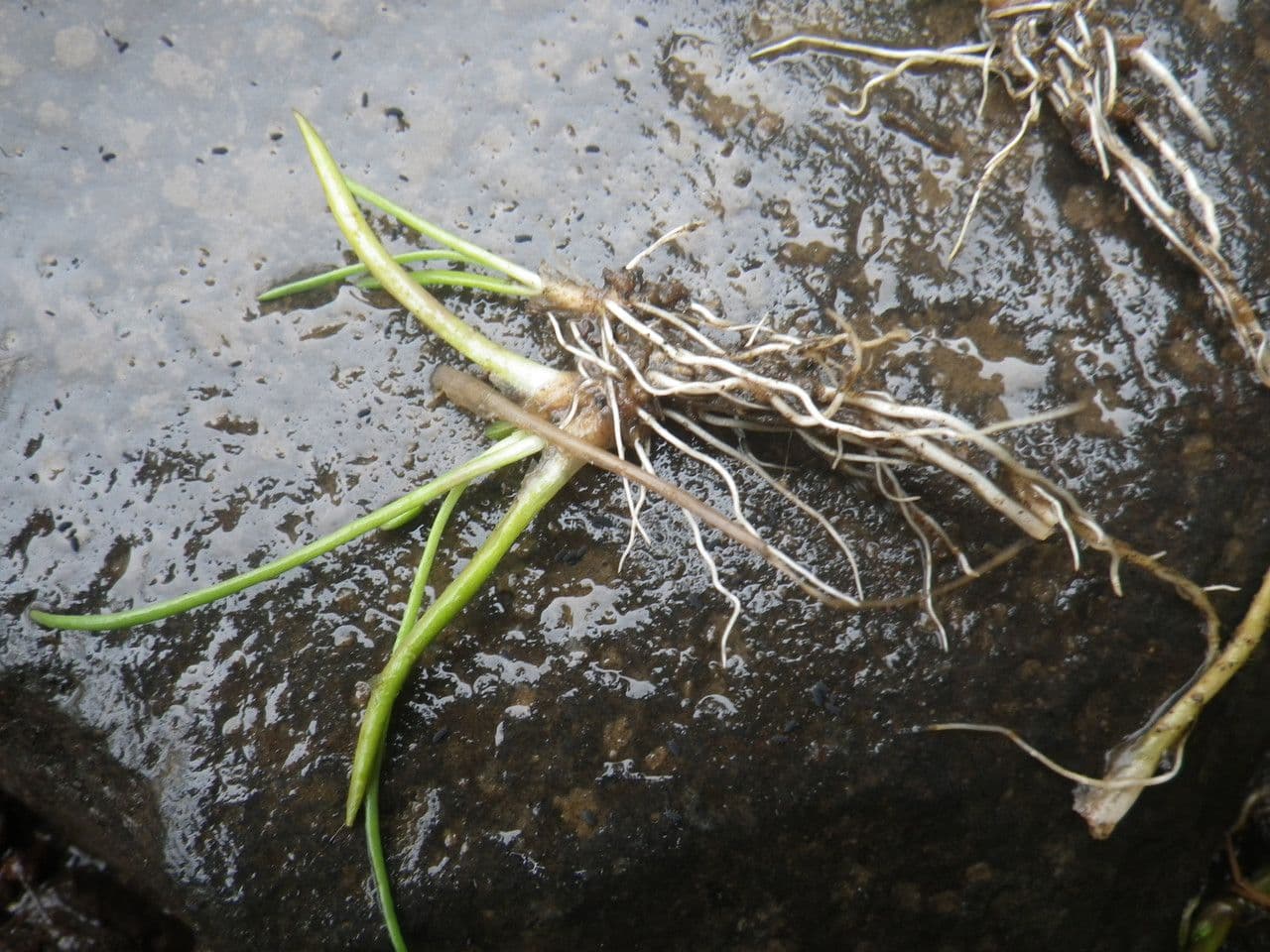 Littorella 12