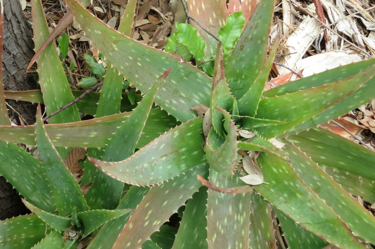 Aloe 16