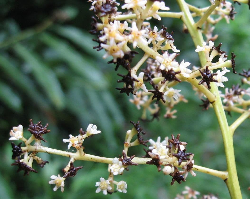 Nectandra 8