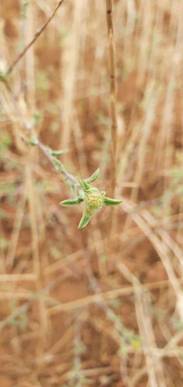Pulicaria