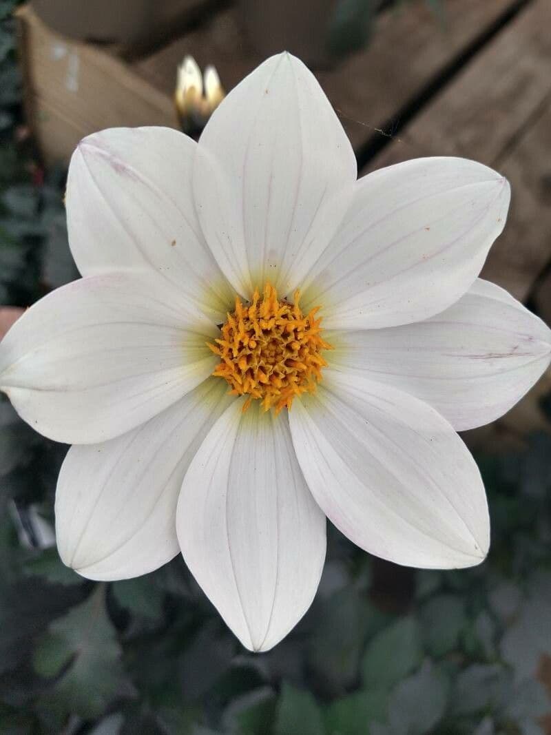 Dahlia 7