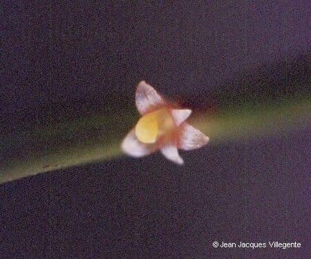 Ceratostylis 6
