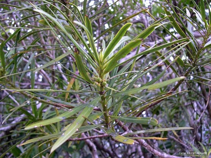 Podocarpus 7