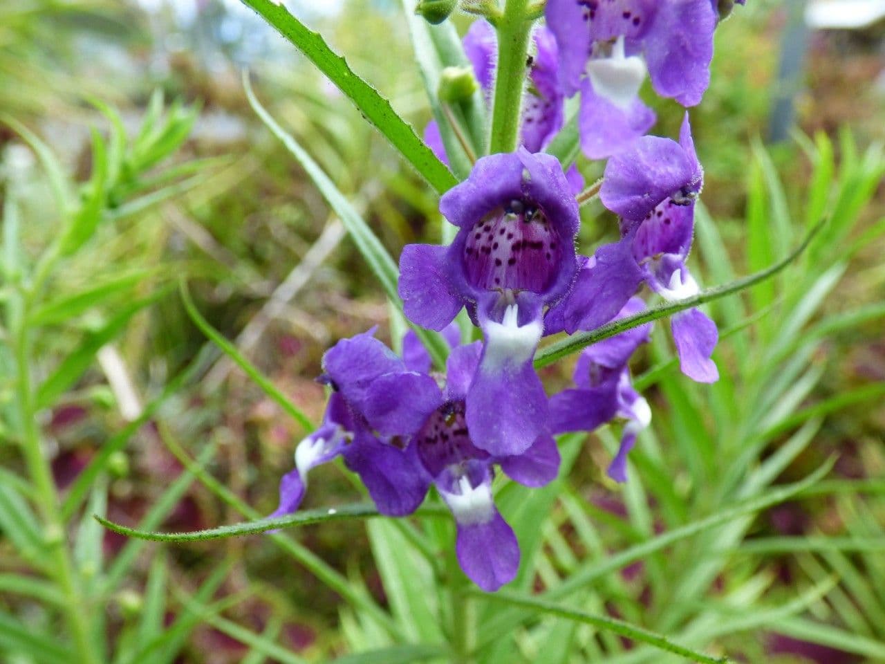 Angelonia 3