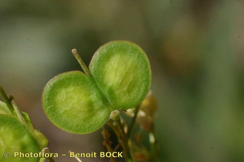 Biscutella arvernensis