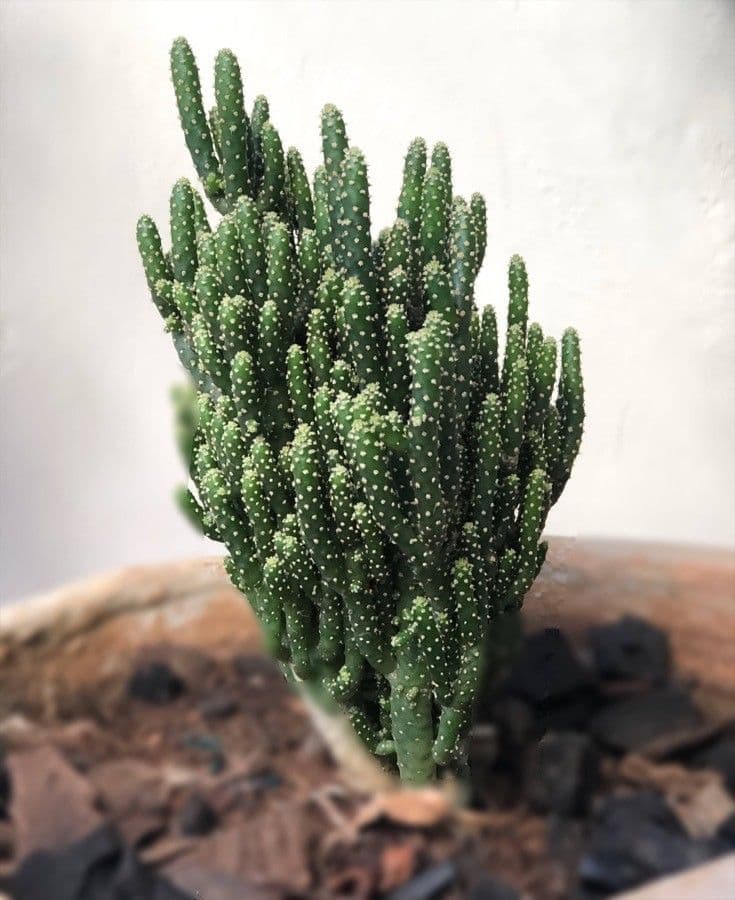 Opuncja Monacantha 9