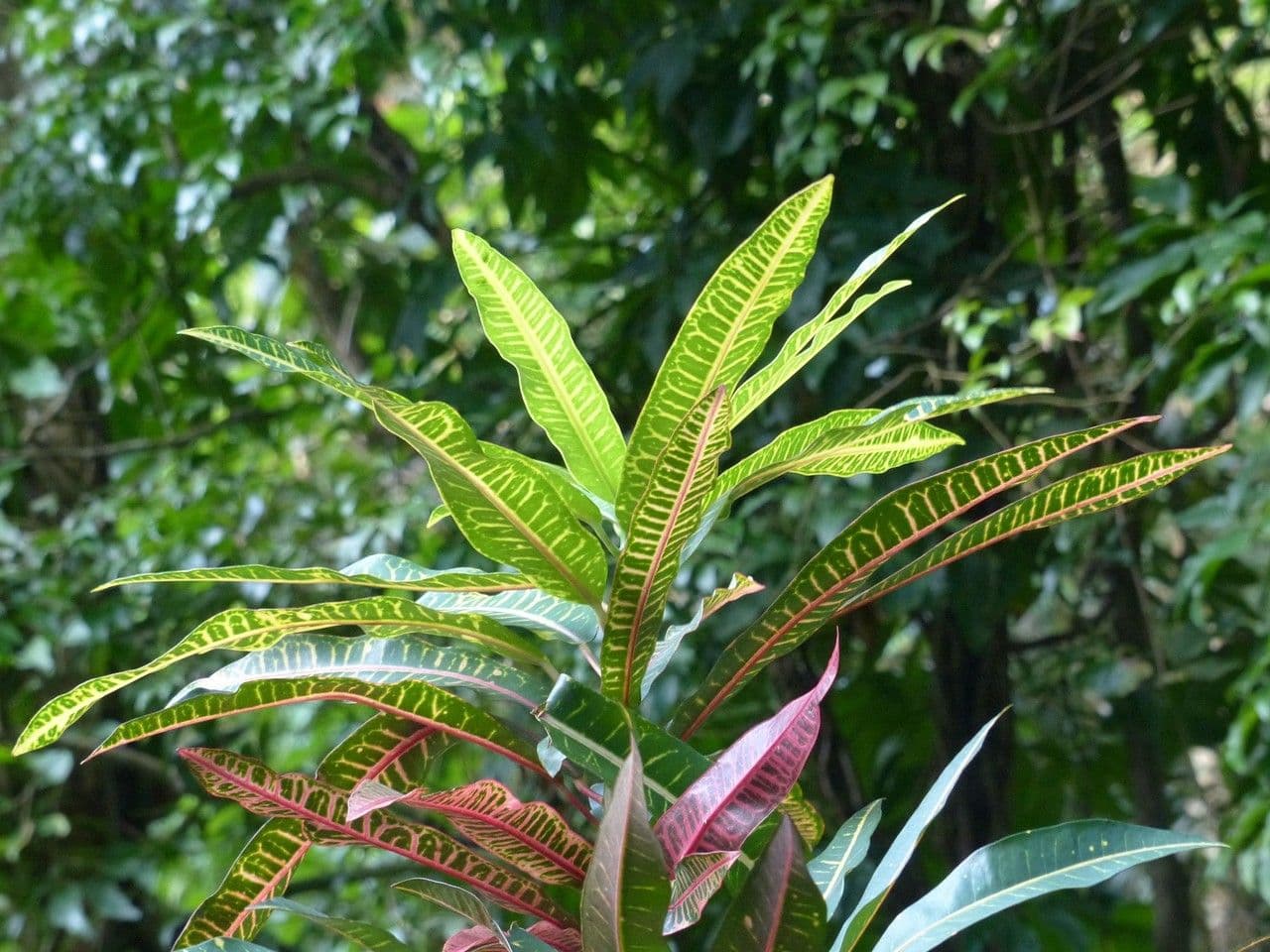 Croton variegato 27