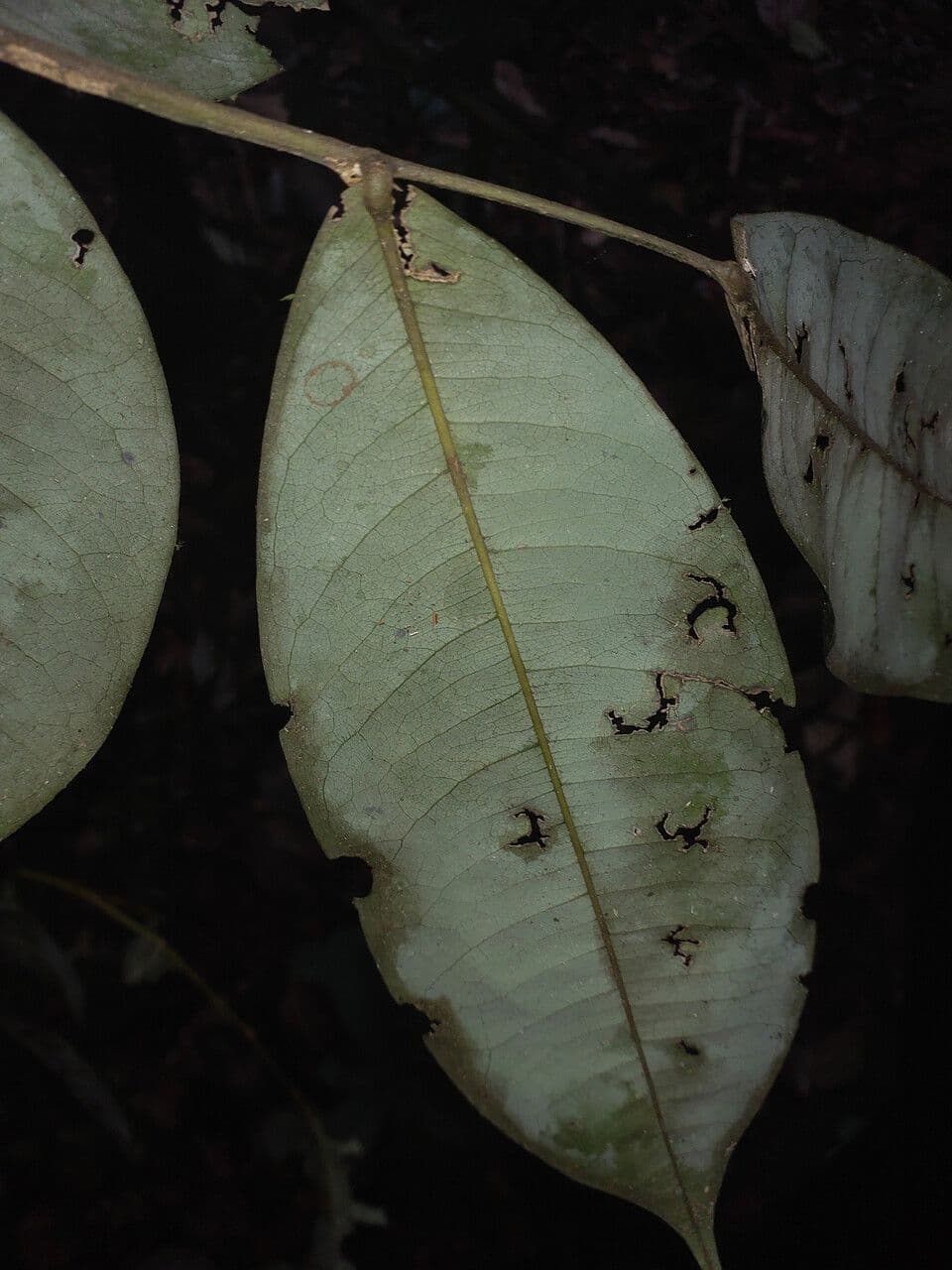 Swartzia 6