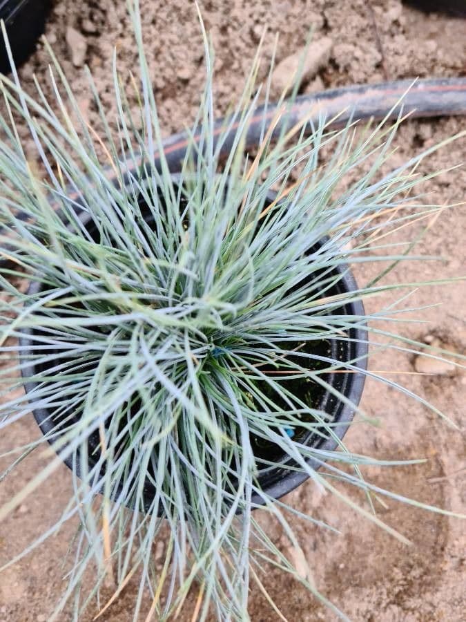 Festuca blu 8