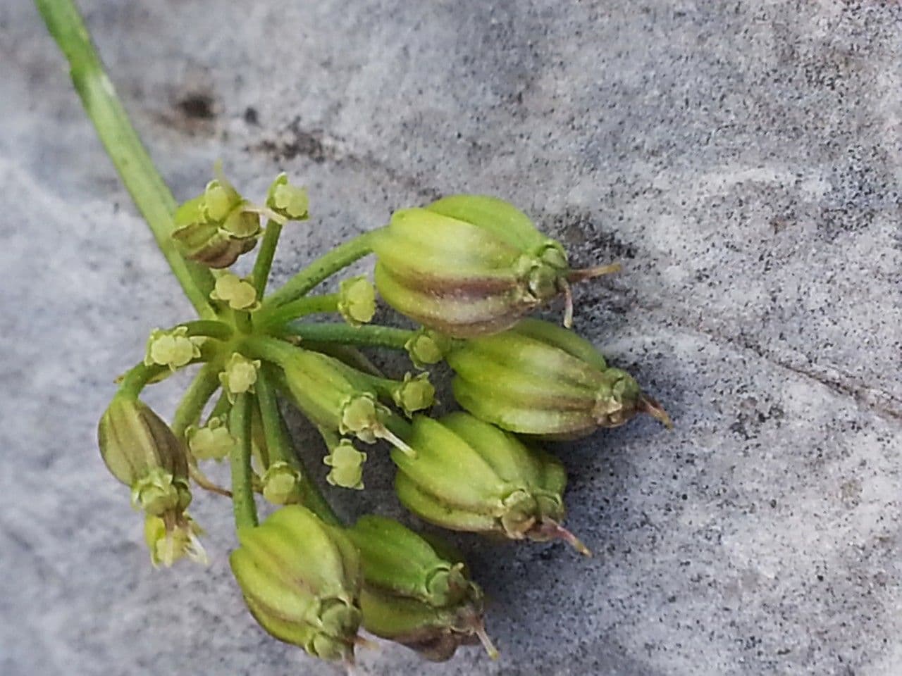 Dethawia 2