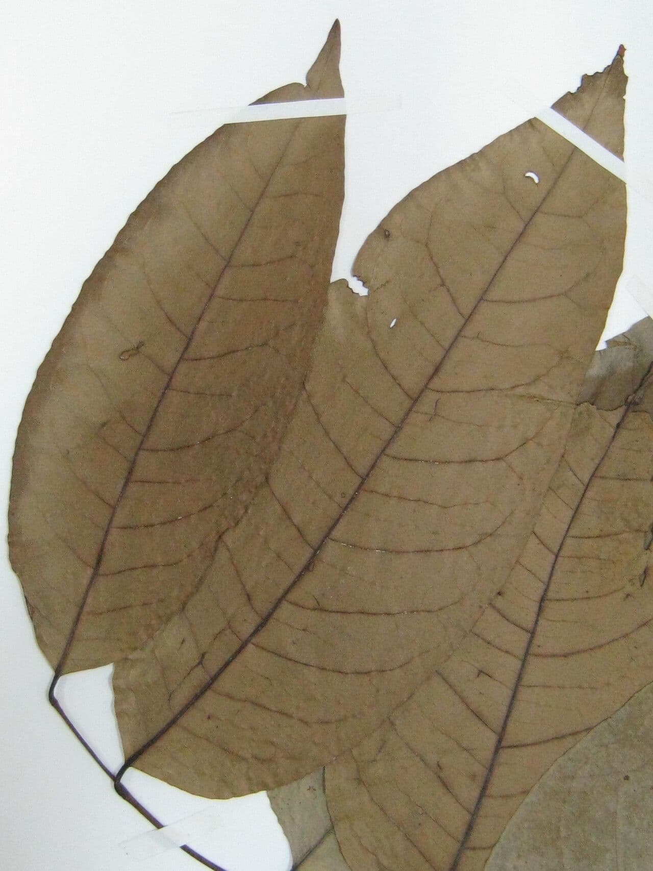 Corythophora 6