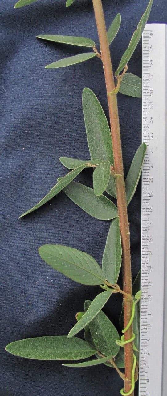 Desmodium cajanifolium 24