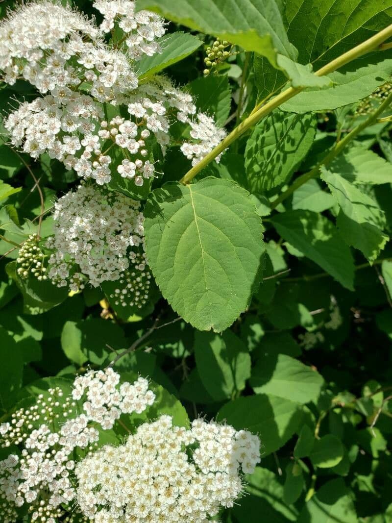 Spiraea media 10