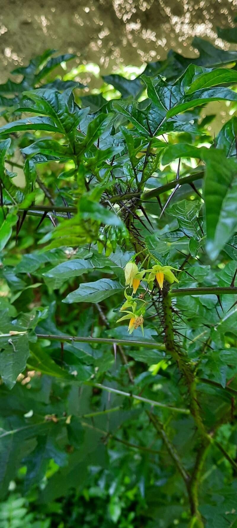 Solanum capsicoides 6