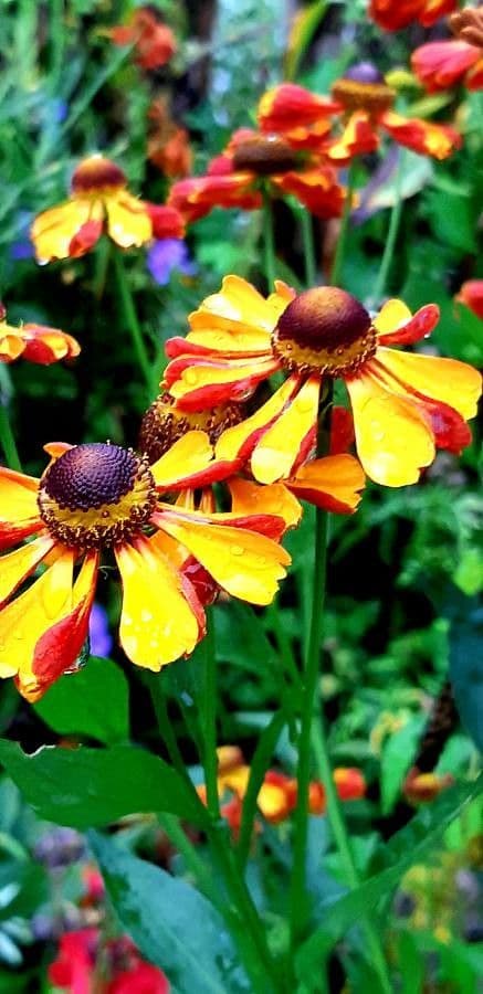 Gaillardia aristata 30