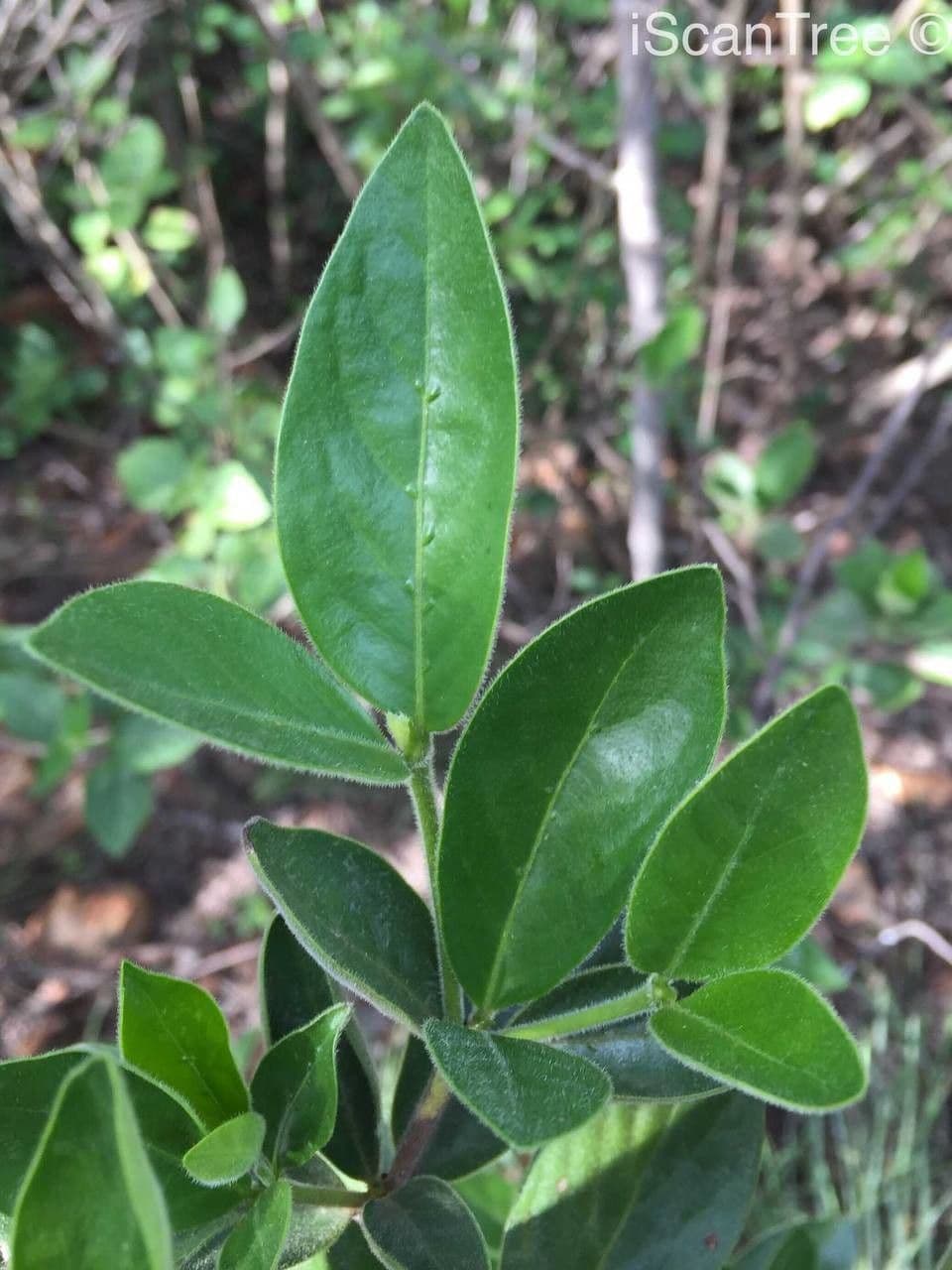 Gardenia del Capo 16