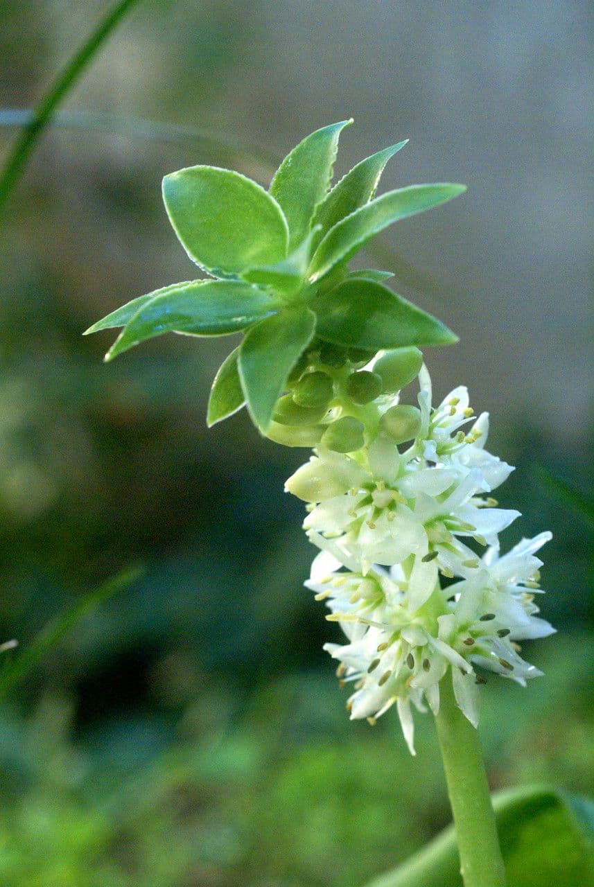 Eucomis 3