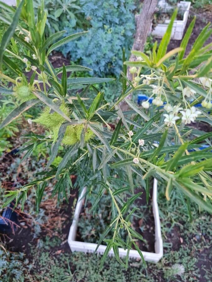 Gomphocarpus 18