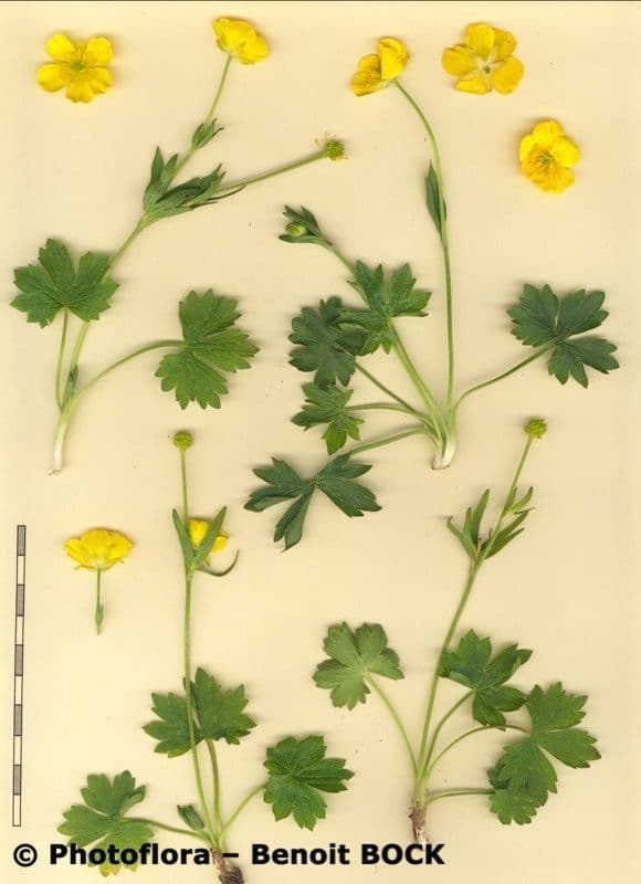 Ranunculus sartorianus 2