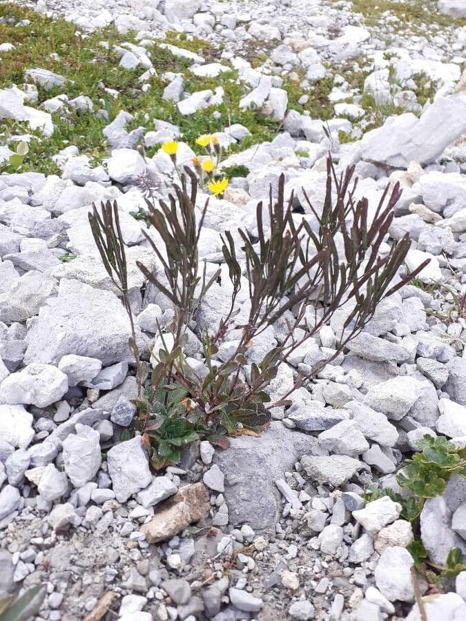 Arabis 5