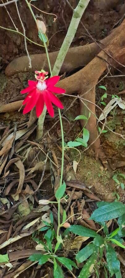 Perfumed passionflower 8