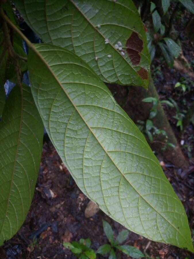 Garckes Sloanea 2