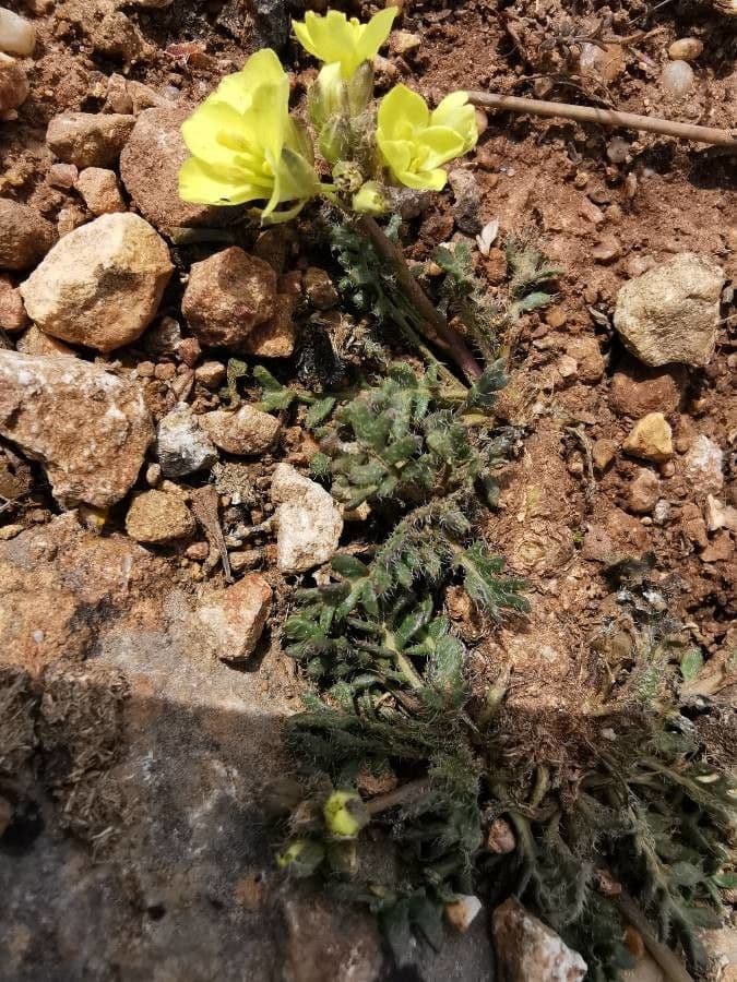 Brassica repanda 17