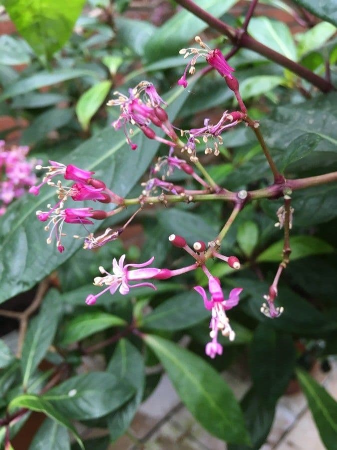 Fuchsia