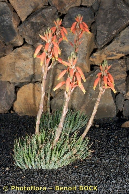 Zwerg-Igelaloe 12