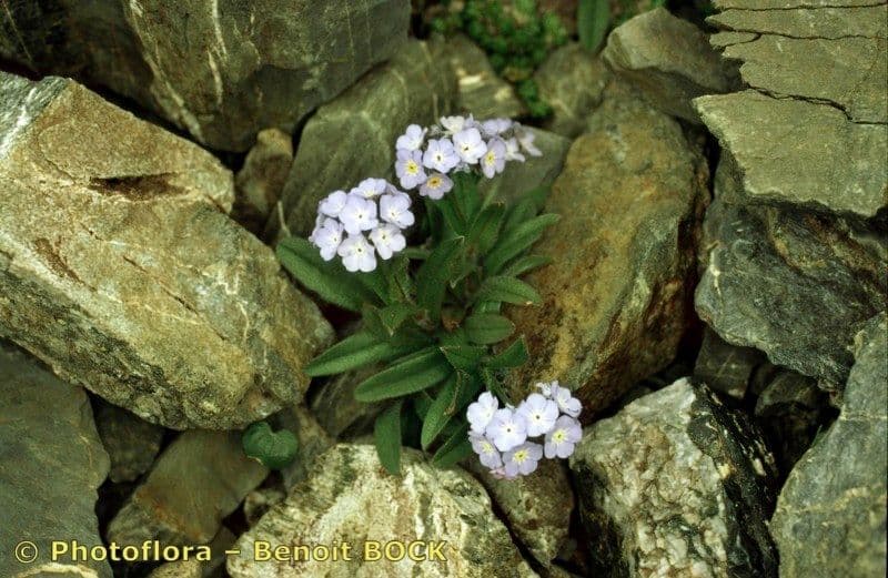 Miosotide di Corsica 11