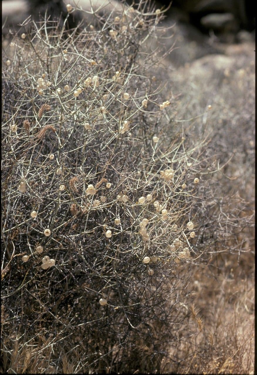 Scutellaria 2
