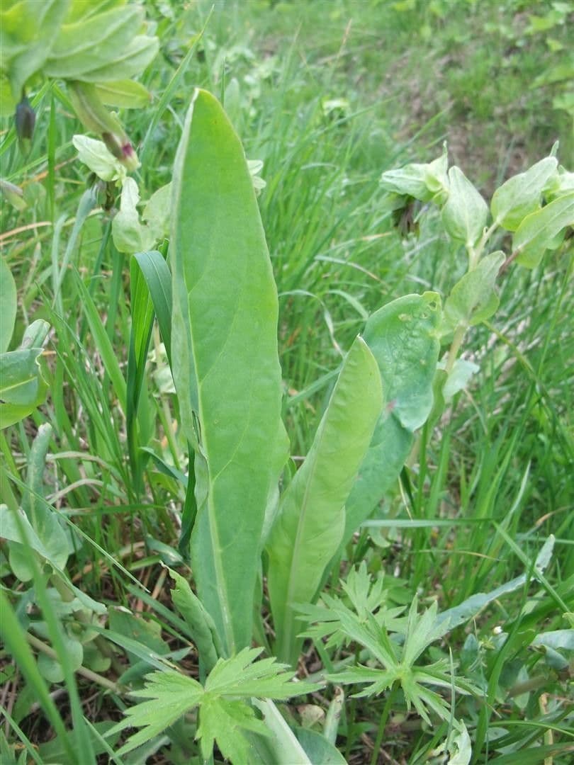 Cerinthe liscia 17