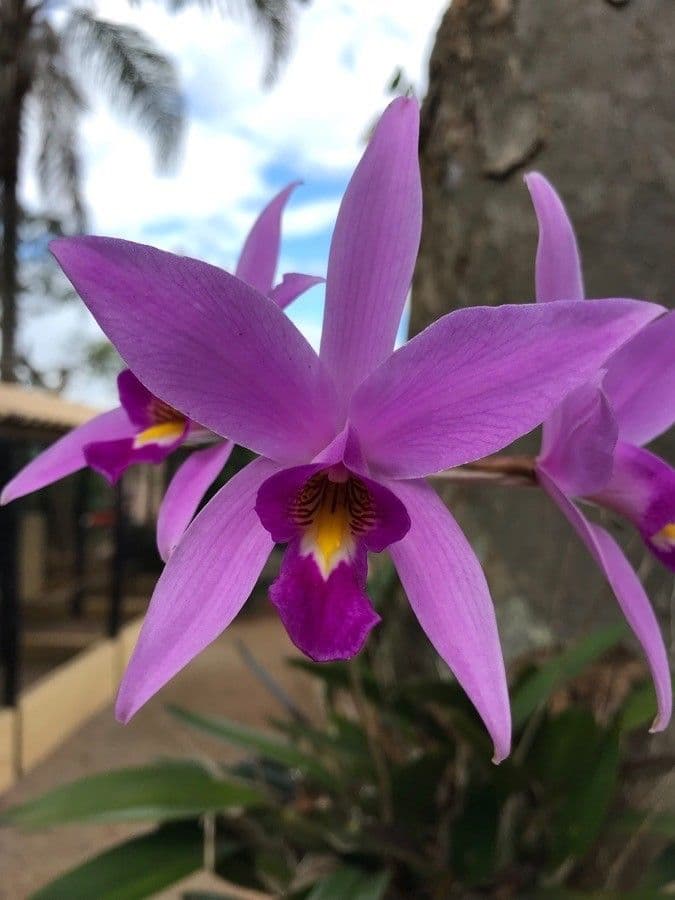 Orchidea 5