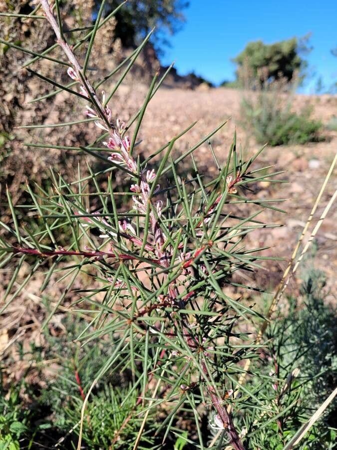 Hakea sericea 14