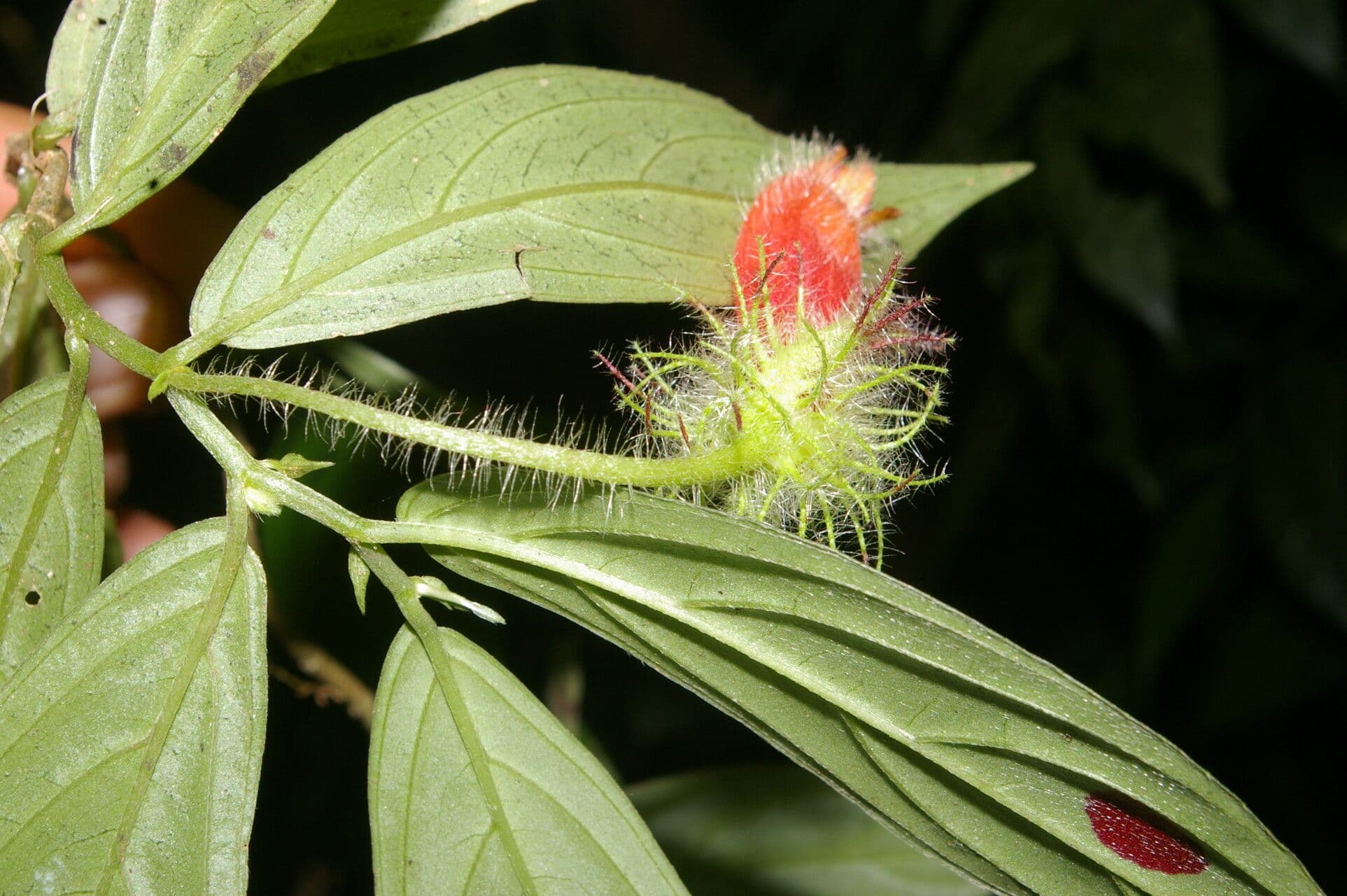 Columnea 2